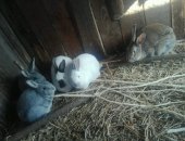 Продам заяца в Новобурейском, Кролики, кроликов, живых и мясом, с, Долдыкан