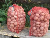 Продам овощи в Вологде, Картошка в сетках, В сетке 25 кг, Выросла в Вологодском районе