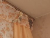Продам птицу в Казани, молодых корелла 3-4 месяца, Летают, красиво поют, Приучены кушать