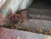 Продам собаку, самка в Белогорске, Сегодня подбросили во двор многоквартирного дома