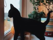 Продам кошку, самец в Реутове, Абсолютно черный с белым воротничком Очень Ласковый