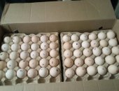 Продам яица в Твери, инкубационное яйцо бройлера Росс 308, отечественный аналог Кобб 500