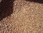 Продам корм для грызунов в Тбилисской, Пшеница в мешках урожай 2018год