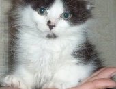 Продам турецкая ангора, самец в Улане-Удэ, Котёнок Турецкой ангоры, котёнка породы