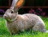 Продам заяца в Волжском, молодняк и взрослое поголовье кроликов! А также мясо! Есть кролы