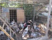 Продам с/х птицу в Лимане, Индюки, индюков, семья 3 индюшки и 1 индюк цена 7000 куры и