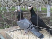 Продам птицу в Ейске, Голуби, голубей, Цена от 200 рублей