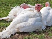 Продам с/х птицу в Нальчике, Индюки белые широкогрудые возраст 6мес Индюки вес 68кг цена