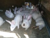 Продам заяца в Москве, Кролики на продажу, Кролики на мясо домашние свои, 700 руб, за