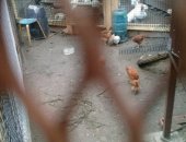 Продам с/х птицу в Мге, Куры, цысарки, цыплята, молодки 5 месяцав несушки, Цесарки