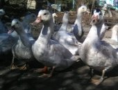 Продам с/х птицу в Сары-Тюзе, Утки, Продаётся утки мулаты, 8 месяцев, 4-5 кг чистый вес