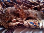 Продам абиссинская, самец в Обухове, недорого двух котят от абиссинской кошки Нюши: одна