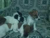 Продам собаку фокстерьер в Алексине, Рождены 09, 09 2018 самостоятельно кушают хвосты