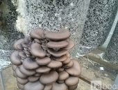 Продам грибы в Краснодаре, вешенка собственного производства! Выращенные в благоприятных