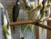 Продам птицу в Москве, Молоденькие попугайчики корелла, Большой выбор, От трёх месяцев