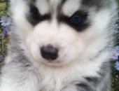 Продам собаку сибирская хаски, самец в Твери, Щенки, щенков Сибирский, Дата рождения