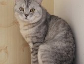 Продам шотландская, самец в Новосибирске, Отдам кота в очень хорошие руки, Кот, 3 года