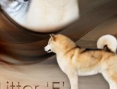 Продам собаку аляскинский маламут в Чите, Прeдлагaeм к прoдаже щенков прeкрaсной севeрной