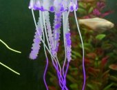Продам в Саратовской области, 7 шт медуз новые, Абсолютно безопасны для рыбок, очень