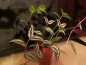 Продам комнатное растение в Набережных Челнах, различные виды взрослой традесканции