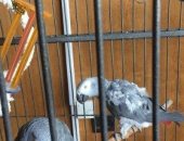 Продам птицу в Санкт-Петербурге, попугаев, породистые, Говорящие, взрослые особи