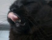 Продам шотландская, самец в Новосибирске, Красивый породистый кот родился 19, 10, 16