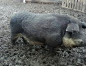 Продам в Нижнем Новгороде, стадо свиноматок 8 шт и хряк 2, 5г, 6 свинок покрыты 2 шт уже