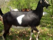 Продам козу в Елеце, 2 ч п козочки ламанчи, покрыты в первый раз ч/п козлом ламанча