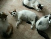 Продам кошку, самец в Иванове, Котята в хорошие руки, Милые котята ищут хозяев, 3 котика