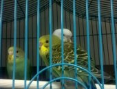 Продам птицу в Астрахани, Волнистые попугайчики, волнистых попугайчиков разного окраса