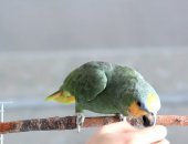 Продам птицу в городе Москва, попугаи венесуэльские амазоны - птенцы выкормыши и молодые