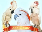 Продам птицу в городе Москва, Предлагаю какаду молуккский - птенцов выкормышей и молодых