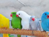 Продам птицу в городе Москва, ожереловых попугаев из питомника различного окраса, очень