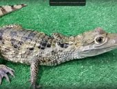 Продам в Москве, крокодиловый кайман: размер примерно от 15 см, до 1, 3 метра с хвостом