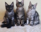 Продам мейн-кун в Тюмени, котята, д,р 26, 02, 19г, Мальчик - черный мрамор и 2 девочки