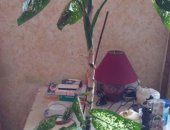 Продам комнатное растение в Москве, в излишки комнатных цветов, Растения в горшках,