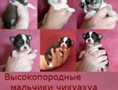 Продам собаку чихуахуа, самец в Москве, Питомник Элит-Элегант предлагает щенков с