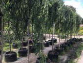 Продам для дачи и сада в Раменское, Саженцы плодовых деревьев в питомнике "Грандсад"