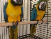 Продам птицу в городе Москва, попугаев Ара сине-жёлтый птенцов выкормышей и молодых