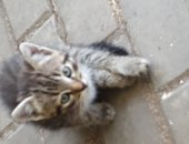 Дарю кошку, самец в Новомосковске, 1, 5-месячный котёнок избавит Вас от одиночества и
