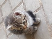 Продам кошку, самец в Новомосковске, Отдам в добрые руки, 1, 5-месячный котик от мамы и