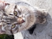 Дарю кошку, самец в Новомосковске, 3-месячный котёнок избавит Вас от одиночества и скуки
