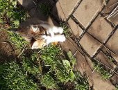 Дарю кошку, самка в городе Новомосковск, Отдам в добрые руки, 2-месячная кошечка избавит