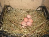 Продам яица в городе Новомосковск, Яички от домашних курочек вольного содержания