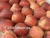 Продам в городе Нальчик, ООО Сады Кавказа Оптовая яблок разных сортов и калибров,
