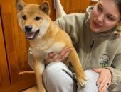 Продам собаку, самка в городе Москва, продаётся девочка породы сиба ину ркф Окрас: рыжий