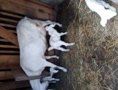 Продам козу в городе Новомосковск, Козлята 7, 05, 2023 г, рождения, Мама белая нубийка