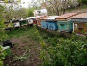 Продам в городе Курск, Пчелы и улья, пчелосемьи 