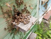 Продам в городе Курск, Пчёлы - соберу пчелопакеты, Собepу пчелопакеты, 3 рaмки с