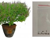 Продам семена в городе Москва, Туласи Вы можете выращивать дома из семян, В пакетике